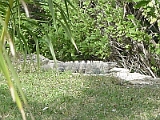 Iguana Outside The Hyatt 1